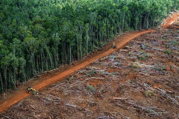 Il disboscamento della foresta amazzonica