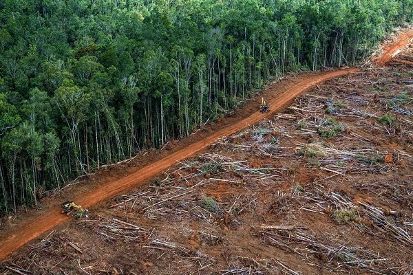 Il disboscamento della foresta Amazzonica